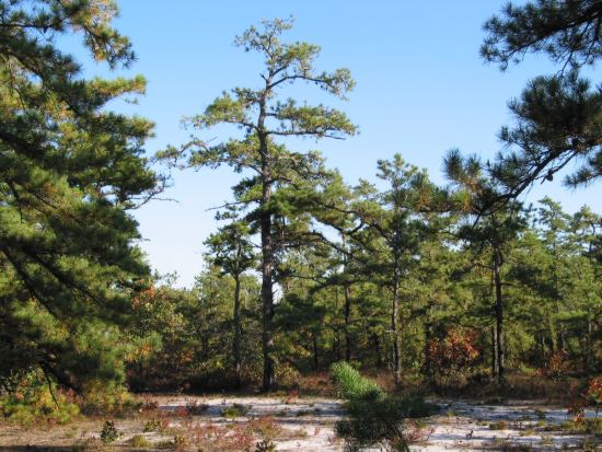 Pine Barrens of New Jersey